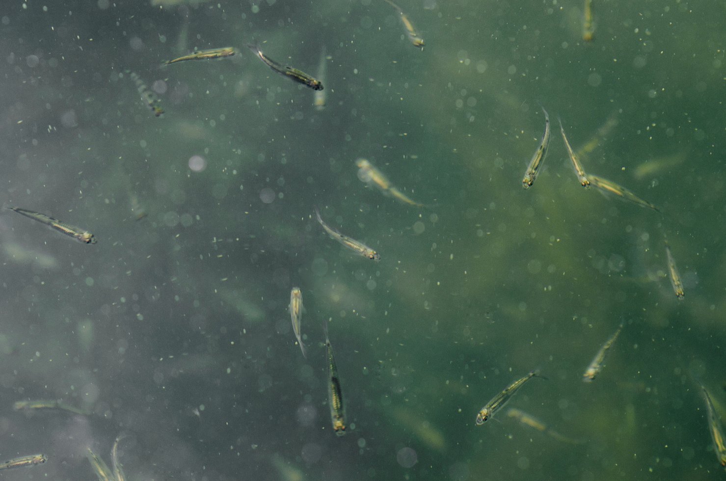 School Of Minnow Fish Seen From Surface On Lake